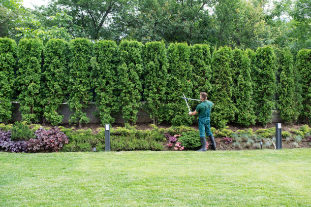 The Steps Involved in Our Tree Care Process in Linton Hall, VA